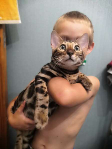 Bengal Boy