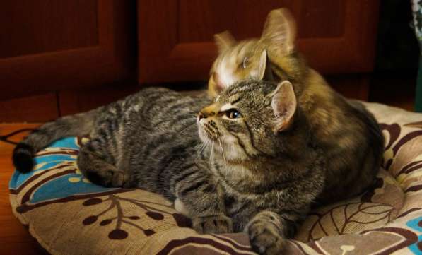 Жак ищет кров в Москве