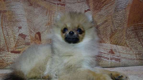 Щенок померанского шпица- микро - медвежонок в фото 19