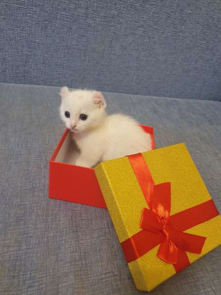 Котята породы Кинкалоу в Санкт-Петербурге фото 3