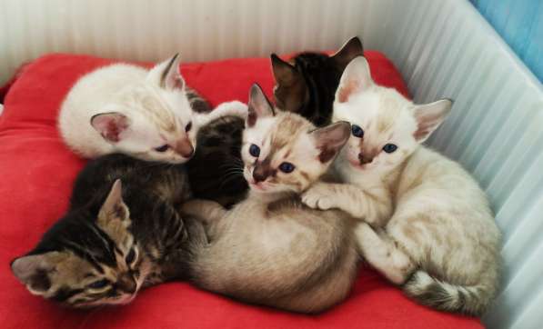 Бенгальский котенок в Калининграде фото 9