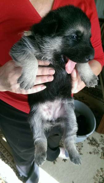 Продаются щенков ВЕО в Евпатории фото 35