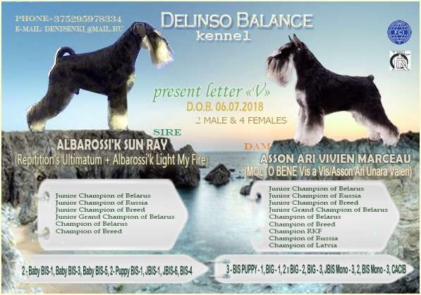 Шикарные щенки цвергшнауцера окраса черный с серебром в фото 4