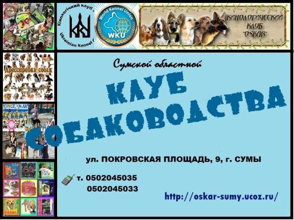 Приглашаем в клуб собаководства в фото 9