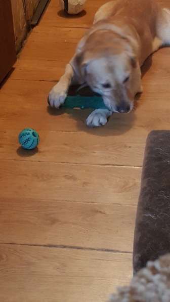 Щенки Лабрадора в Москве