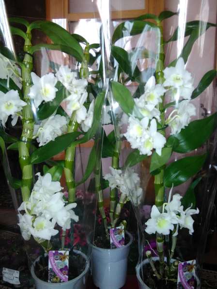 Орхидеи ароматные в 