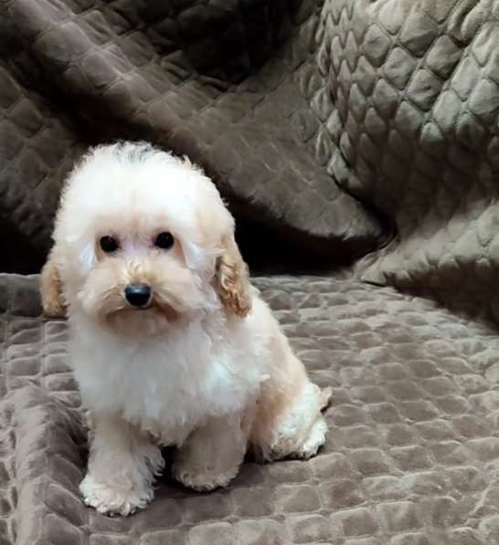 Poodle. Apricot boy в фото 3