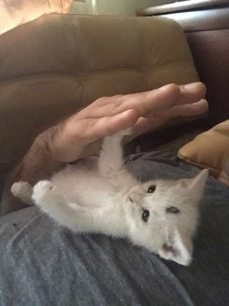 Белый кот в Москве фото 3