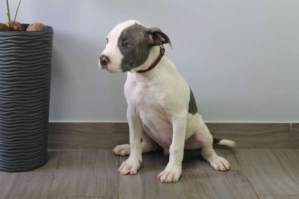 Крутые щенки амстаффа от чемпиона в фото 5