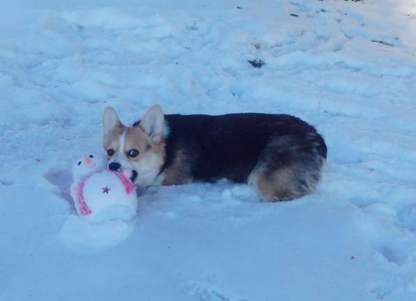 Вельш корги пемброк в Челябинске