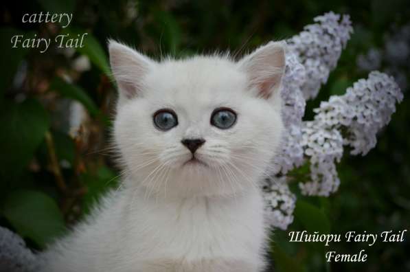 Британские серебристые котята в Омске фото 9