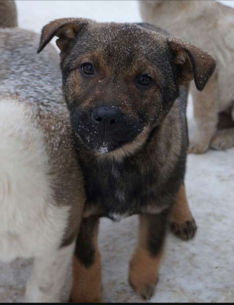 Дана, 1 год, ищет дом!