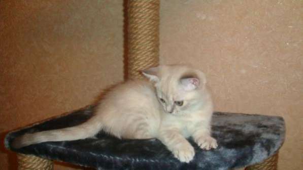 Шотландские котята редких окрасов в Москве фото 5