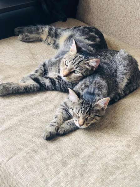 Мурлыка-котенок с дефектом глазика очень ищет дом в Санкт-Петербурге фото 19