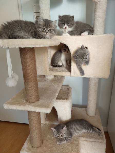 Котята Британской короткошерстной породы в фото 23