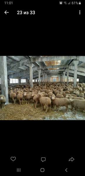 Овцы породы меринос и овцы романовской породы в Уфе фото 3