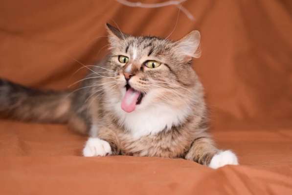 Пушистая молодая кошечка Джина в дар в Москве фото 6