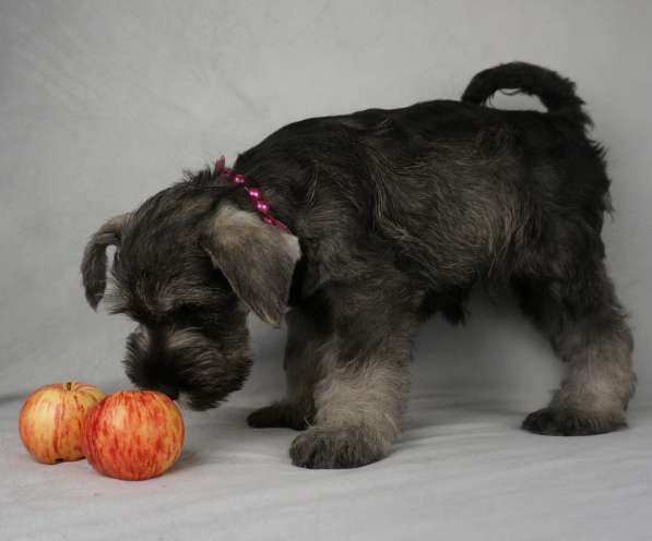 Цвержата в поисках самых лучших хозяев в Самаре фото 15