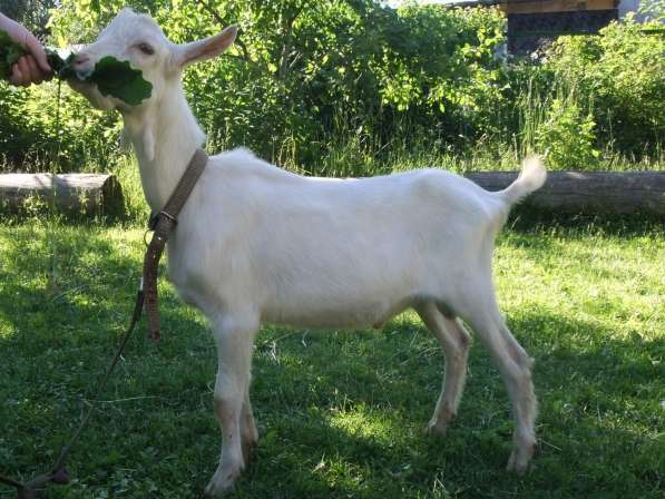 Чистопородные зааненские козлики в Голицыне фото 11