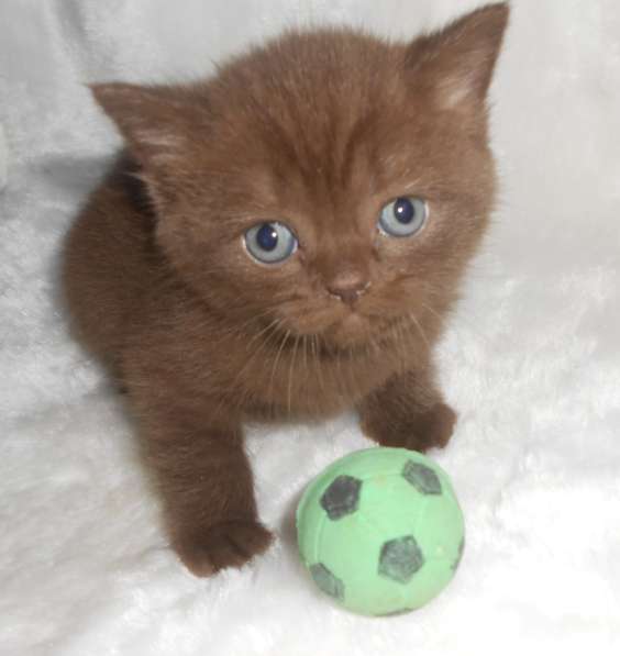 Котенок британец шоколад Бри котик коричневый в фото 5