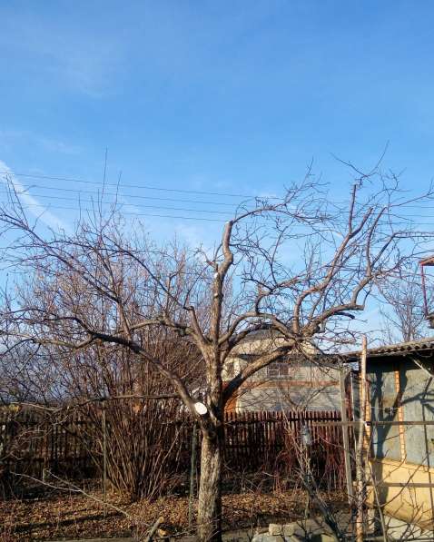 Озеленение и благоустройство, обрезка плодовых деревьев в Воронеже фото 12