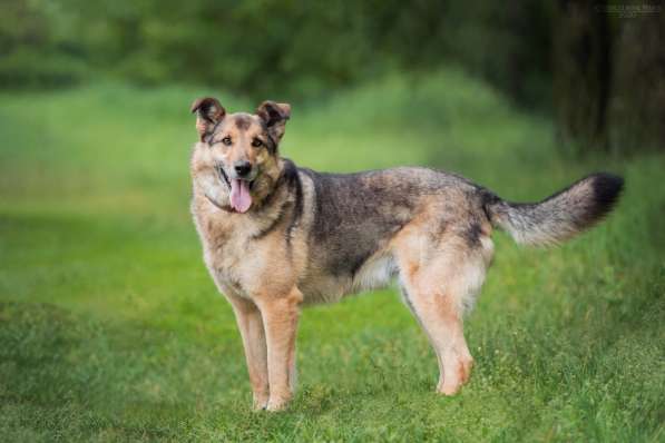 Дружелюбный Денвер ищет семью в Москве фото 17