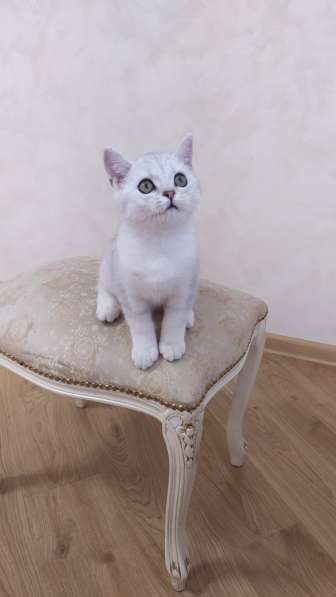 Шикарный серебристый котик в Москве фото 6