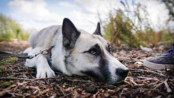 Суперактивная Халва в Москве фото 33