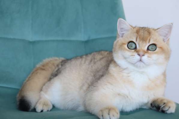 Золотой британский котенок. Мальчик в Москве фото 5