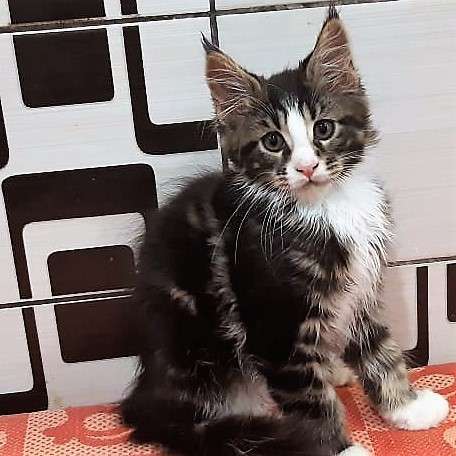 Котята породы мейн-кун из питомника Arktur в Екатеринбурге фото 13