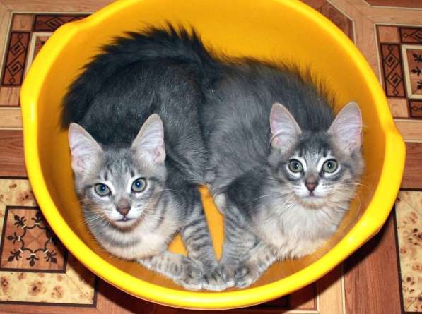 Серые мурлыки, котята в добрые руки в Калуге фото 20