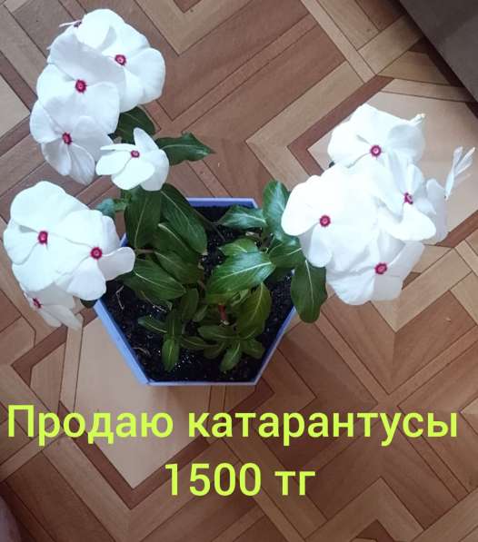 Катарантусы разных расцветок продаю в фото 34