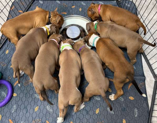 Щенки амстаффа