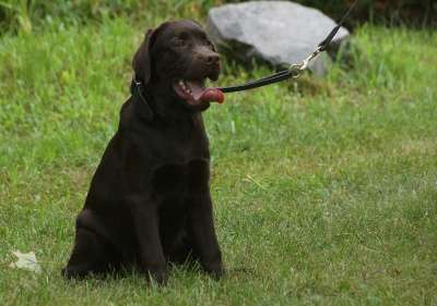 Шоколадная девочка лабрадор(клеймо, док.) в Тюмени фото 6