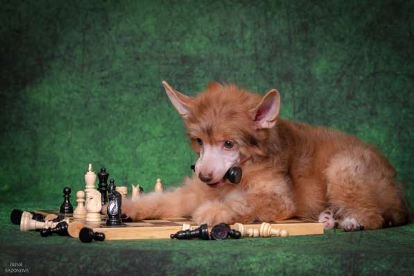 КХС в Москве фото 7