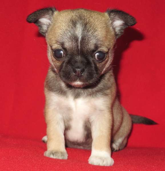 Чихуахуа супер шоу девочка в Санкт-Петербурге фото 4