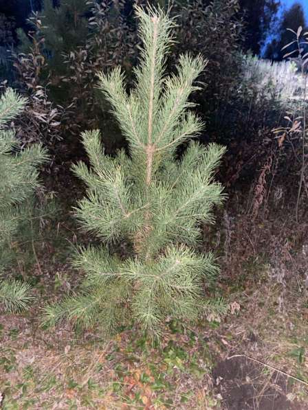 Сосны Крупномеры