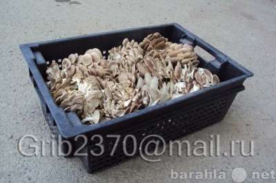 Мицелий для выращивания грибов вешенка. в Краснодаре фото 3