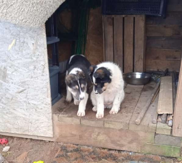 Маленькие хорошенькие хвостики