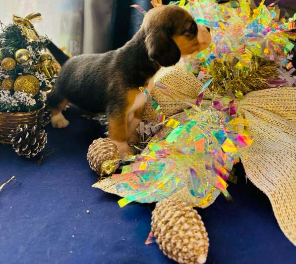 Бигль в Уссурийске фото 6