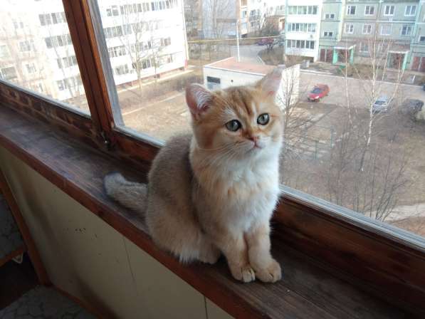 Шотландская золотая шиншилла в Обнинске фото 14