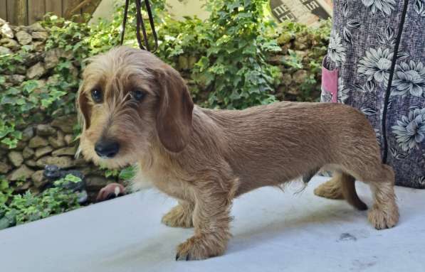 Щенки таксы