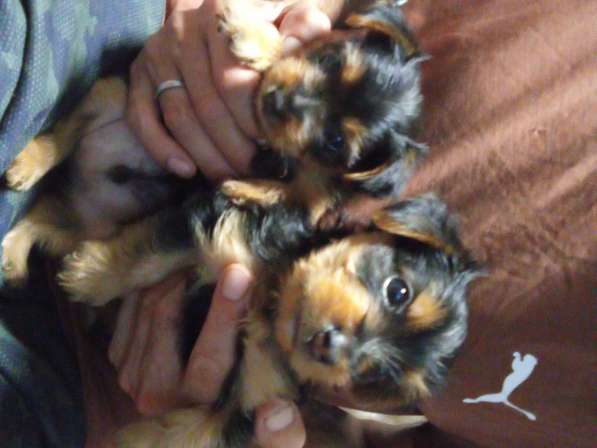 Продажа щенков Йорка в Москве фото 6