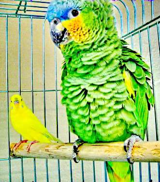 Приму в дар Приму в дар попугайчиков