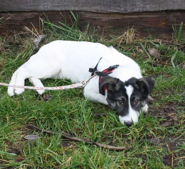 Ласковая малышка Панда в поисках своей семьи в Москве