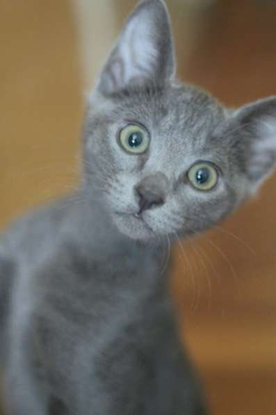 Котята русской голубой кошки