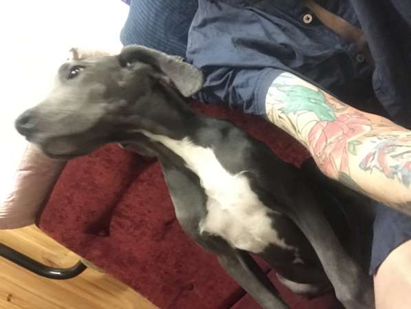 Собаки в Москве фото 5