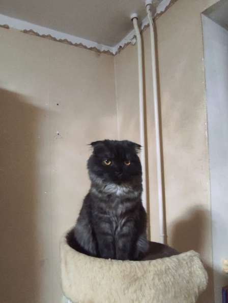 Шотландский вислоухий кот в Краснодаре фото 4