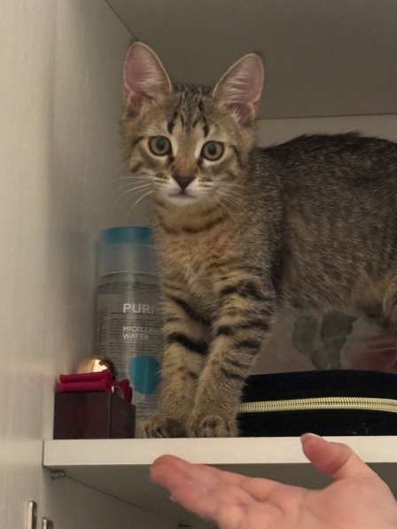 Британские котята девочка умненькие ласковые игривые в Пензе