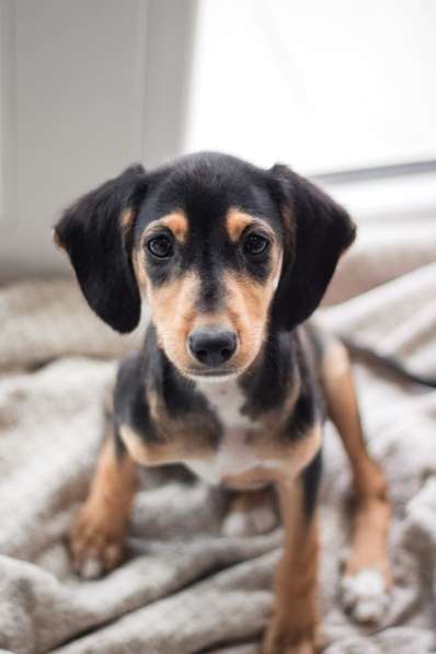 Зиппи ищет своего человека в Москве